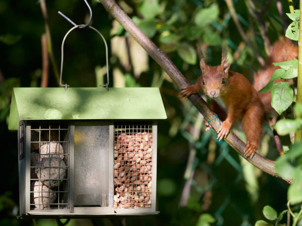 istock Close up of red squirrel in garden 2156223016