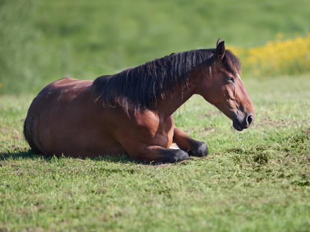 istock Brown horse lays on meadow 2156223047