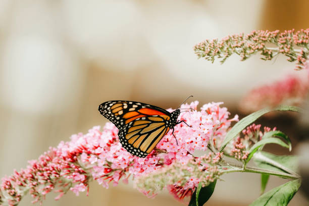 istock Monarch Butterfly on Buddleia Blossom 2156224020