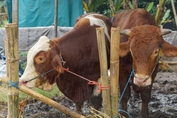 istock Cows for sale ahead of Eid al-Adha 2156224543