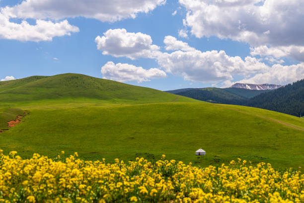 Lonely yurt (traditional nomadic dwelling) on ​​a high mountain plateau in the first summer days