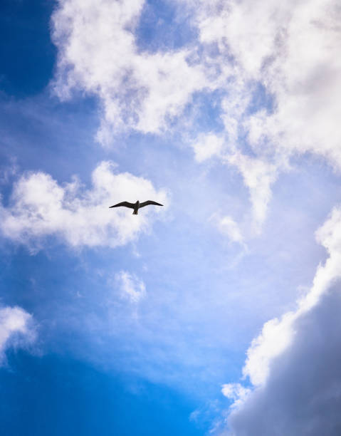 Seagull flying in the blue sky