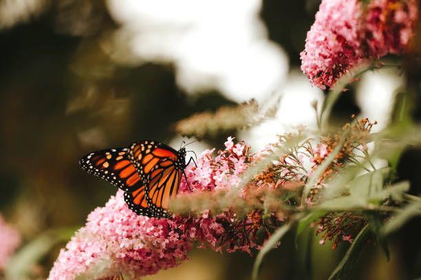 istock Monarch Butterfly on Buddleia Blossom 2156225604