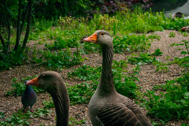 istock Goose in St. James's Park, London. 2156225718