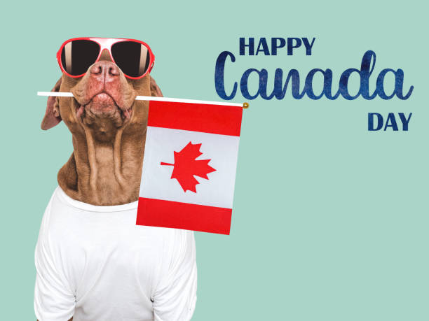 istock Happy Canada Day. Canadian Flag and cute dog 2156225938