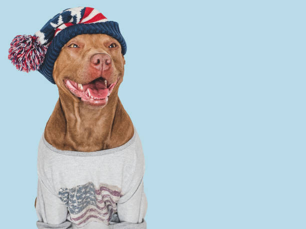 istock Cute dog and knitted winter hat. Studio shot 2156226181