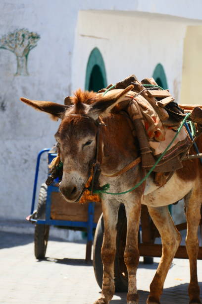 istock Azemmour, the little donkey works 2156229314