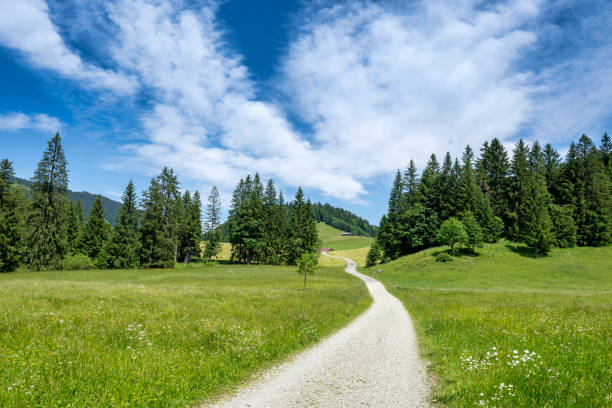 Winding path in fresh green meadow Bavarian alps