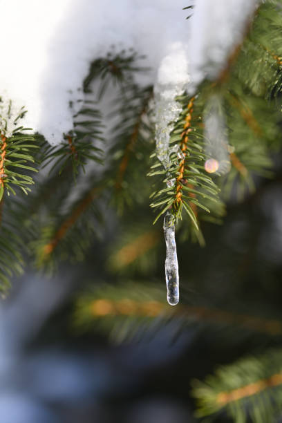 istock Melting snow in spring, a formed icicle on a coniferous tree. 2156230710