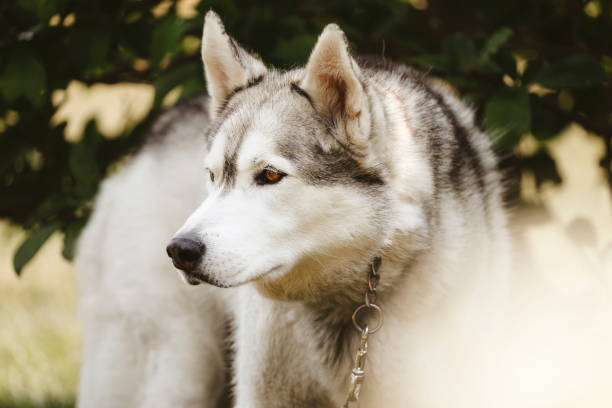 istock Husky in the Garden 2156231406
