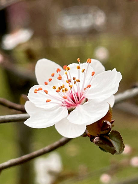 istock Closeup of white cherry plum flower with selective focus on foreground 2156231774
