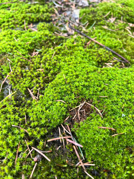istock Closeup of green goldmoss stonecrop with selective focus on foreground 2156231942