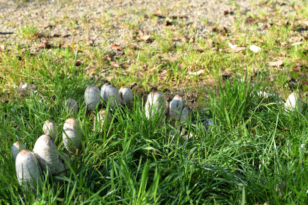 White mushroom in green grass and yellow leaves.