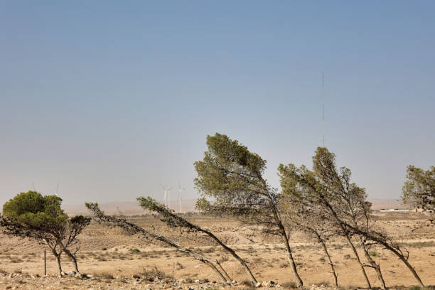 trees bent by the wind in a wind  farm in jordan