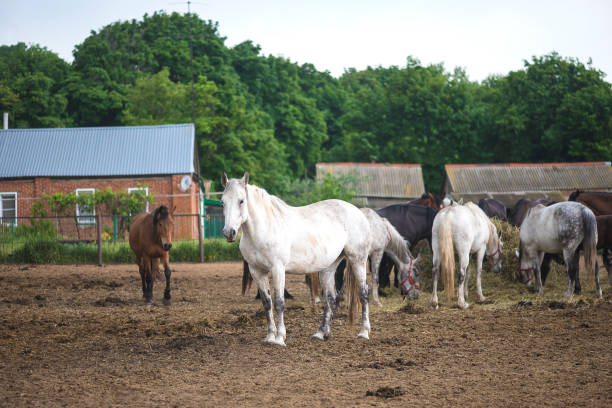 One white horse, orlov trotter in stud farm