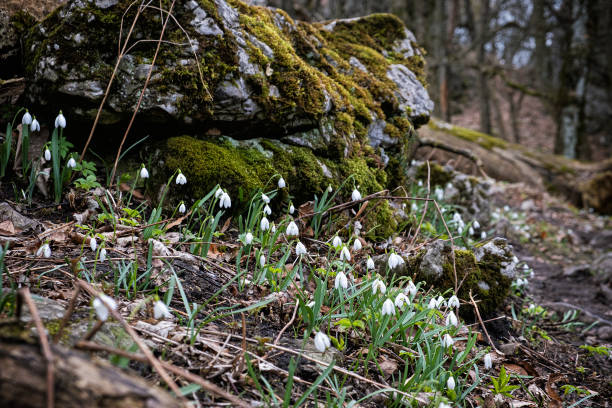White snowdrop in forest, Zaruby hill, Little Carpathians, Slovak republic. Springtime scene.