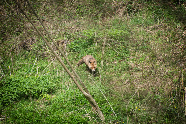 Red fox (Vulpes vulpes), Burda mountain, Slovak republic. Animal scene. Beauty in nature.
