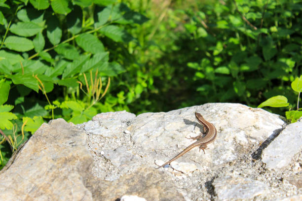 The lizard lies on light stones on a green background and basks in the sun
