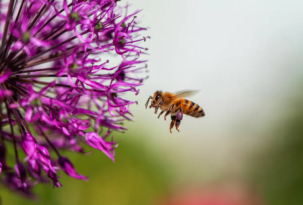 istock a small hardworking bee collects nectar from a flower in a summer meadow 2156239017