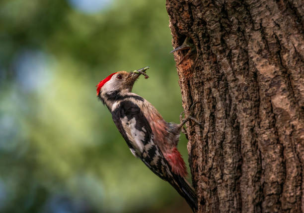 istock a woodpecker bird feeds its chicks with insects in a hollow tree 2156239036