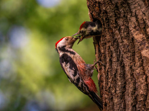 istock a woodpecker bird feeds its chick with insects from its beak in a hollow tree in the forest 2156239054