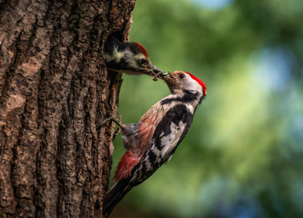 istock a woodpecker bird feeds its chick with insects from its beak in a hollow tree in the forest 2156239058