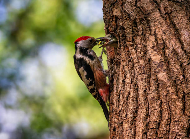 istock a woodpecker bird feeds its chicks with insects in a hollow tree 2156239089