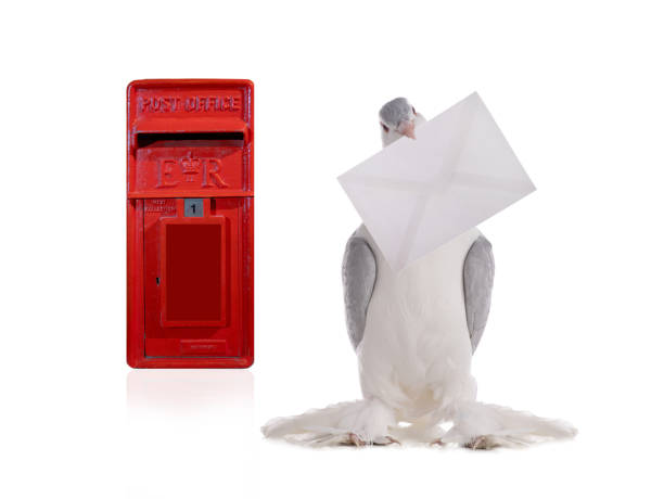 dove with letter and old English mailbox isolated on white background