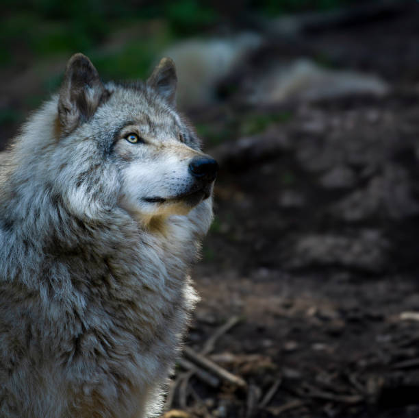 istock Lone, backlight grey wolf searches for prey on a green, rocky hill in Quebec, Canada 2156239184
