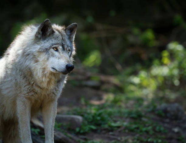 istock Lone, backlight grey wolf searches for prey on a green, rocky hill in Quebec, Canada 2156239186