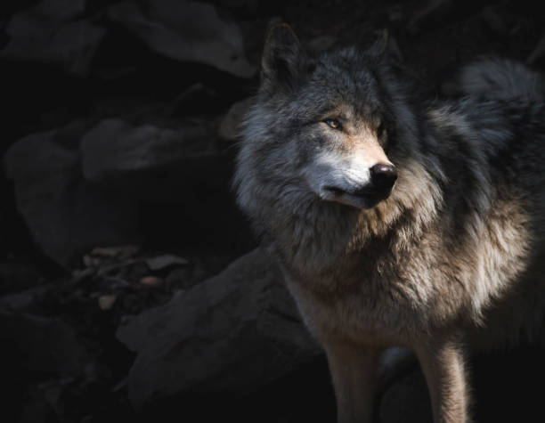 istock Lone, backlight grey wolf searches for prey on a green, rocky hill in Quebec, Canada 2156239190