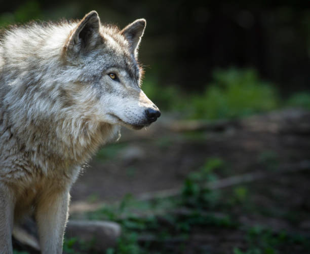 istock Lone, backlight grey wolf searches for prey on a green, rocky hill in Quebec, Canada 2156239191