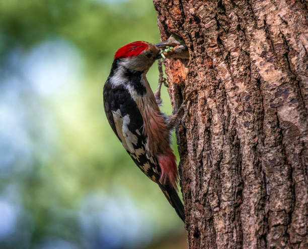 istock a woodpecker bird feeds its chicks with insects in a hollow tree 2156239285