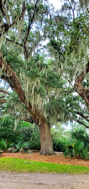 istock Live Oak In North Carolina 2156239326