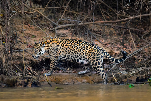 istock Jaguar in Mato Grosso forest environment,Pantanal,Brazil 2156240254