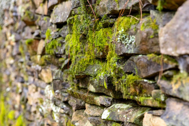 Closeup old stone wall with moss in autumn, background with copy space, full frame horizontal composition