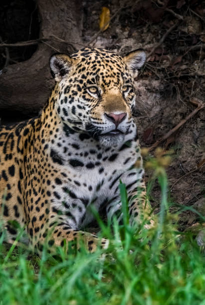 istock Jaguar in Mato Grosso forest environment,Pantanal,Brazil 2156240633