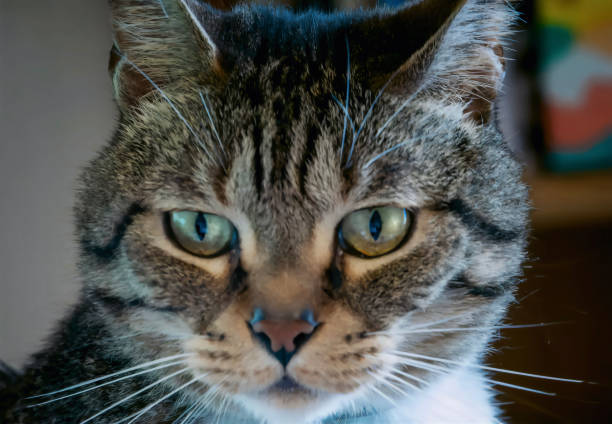 istock A house cat poses for the camera 2156240830