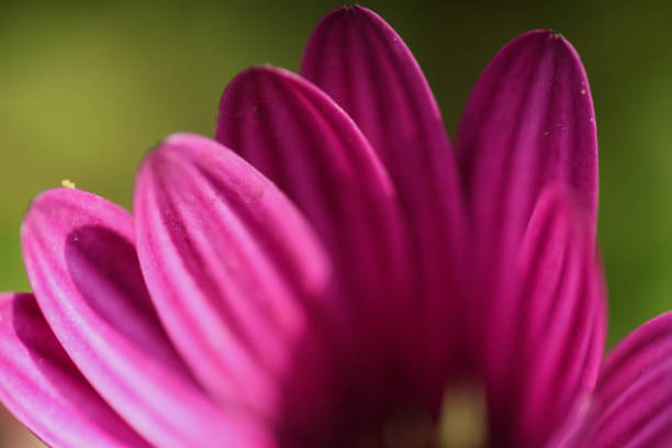 Purple flower petals - ultra macrophotography
