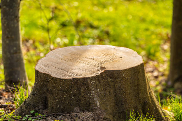 istock Stump of a cut down tree in a forest.. 2156243173