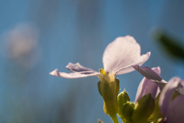 Cuckoo flower (Cardamine pratensis) in sumemr garden.