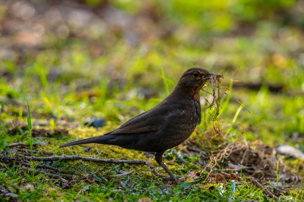 istock Common Blackbird Turdus merula collecting twigs for a nest.. 2156243483