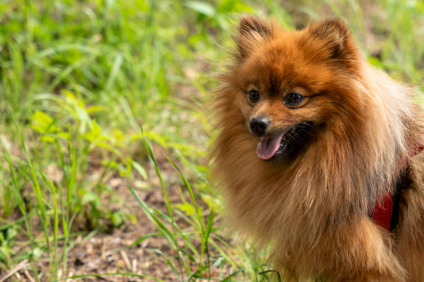 istock Red Spitz dog for a walk in the park. 2156243539