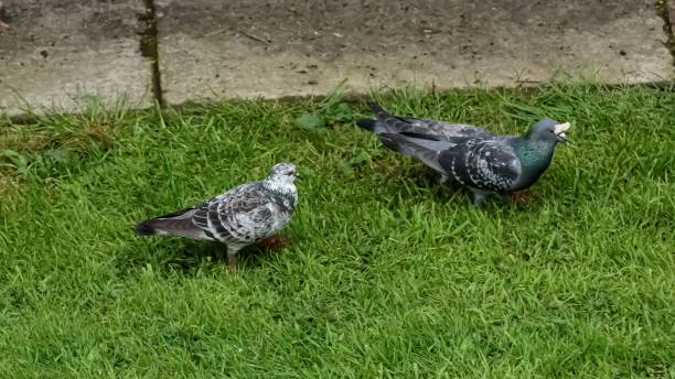 istock Two Pigeons In The Garden. 2156244370