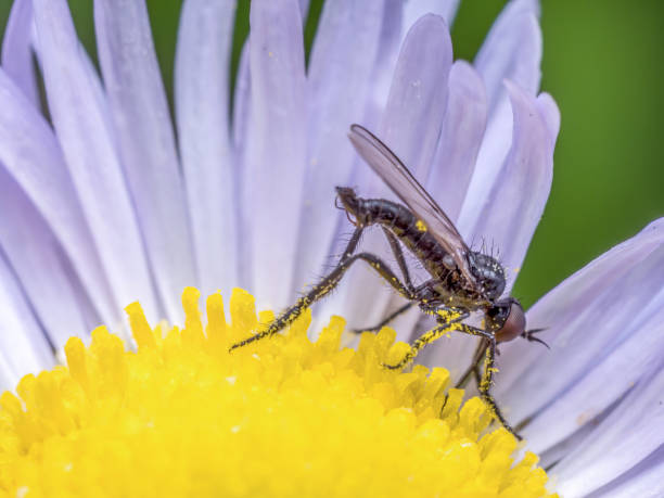 istock Rhamphomyia fly pollinating wild flower 2156244588