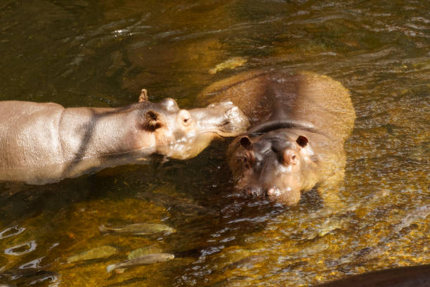 istock Two Hippos Swimming in Water 2156245261