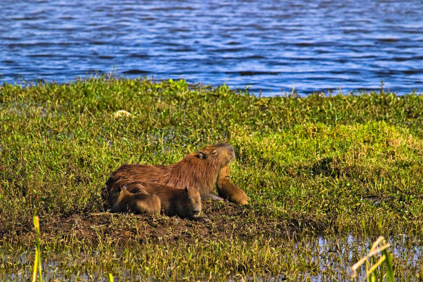 capybara and three cubs, lying on the vegetation, basking in the sun, in a floodplain area - SUZANO,  SAO PAULO,  BRAZIL.
