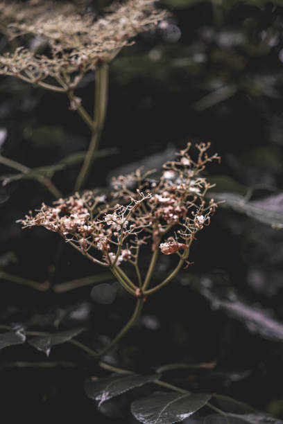 istock Close-up Plant Flower Flora Leaves Nature 2156247512