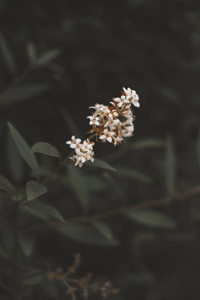 istock Close-up Plant Flower Flora Leaves Nature 2156247574