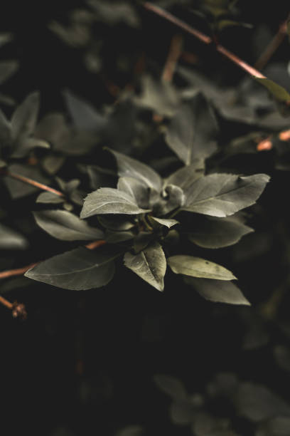 istock Close-up Plant Flower Flora Leaves Nature 2156247597